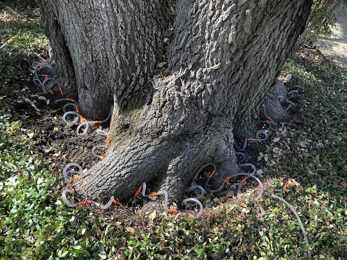 Detailed Tree Cabling and Bracing job site in Llano