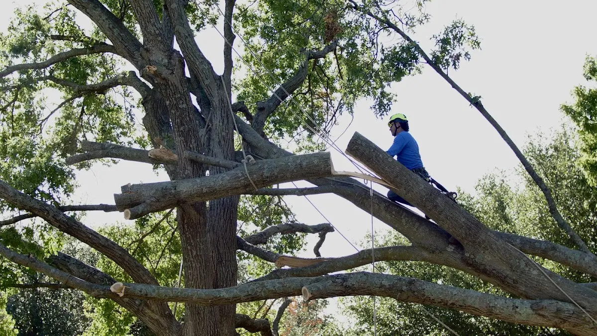 Professional Crown Thinning performed by certified arborists in Llano