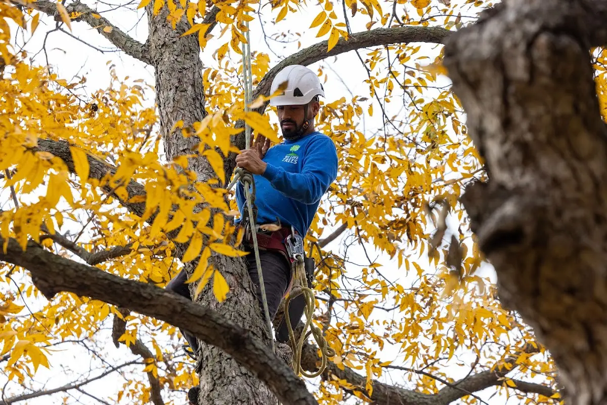 Skilled Storm Damage Cleanup crew working in Llano